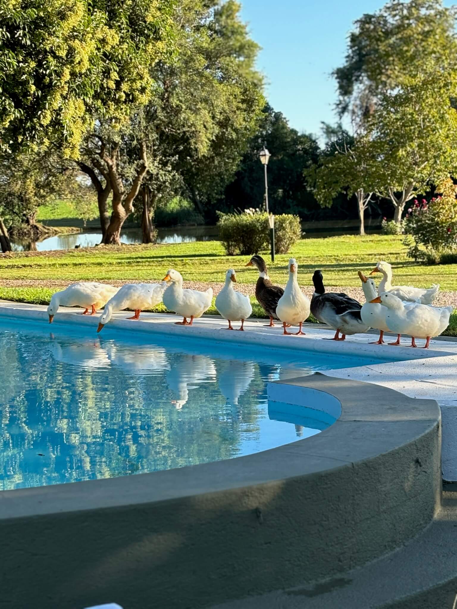 Ducks by the pool